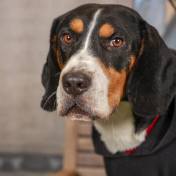 Concorso Fotografico - QuattroZampe in Fiera - Torino - Novembre 2025