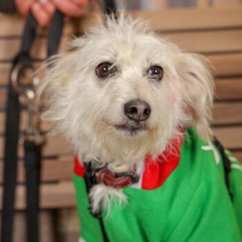 Concorso Fotografico - QuattroZampe in Fiera - Torino - Novembre 2025