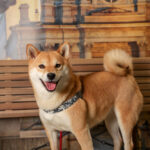 Concorso Fotografico - QuattroZampe in Fiera - Torino - Novembre 2025