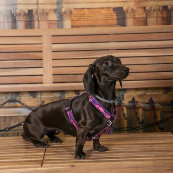 Concorso Fotografico - QuattroZampe in Fiera - Torino - Novembre 2025