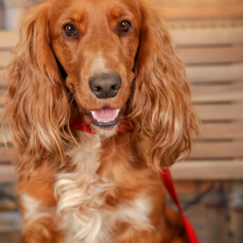 Concorso Fotografico - QuattroZampe in Fiera - Torino - Novembre 2025