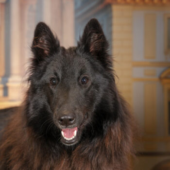 Concorso Fotografico - QuattroZampe in Fiera - Torino - Novembre 2025