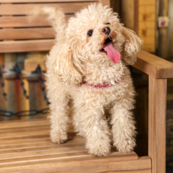 Concorso Fotografico - QuattroZampe in Fiera - Torino - Novembre 2025