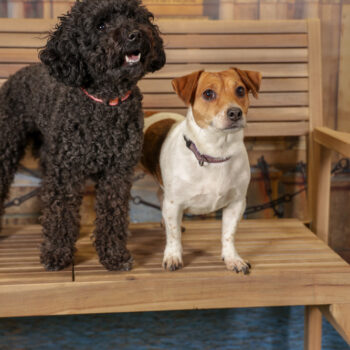 Concorso Fotografico - QuattroZampe in Fiera - Torino - Novembre 2025