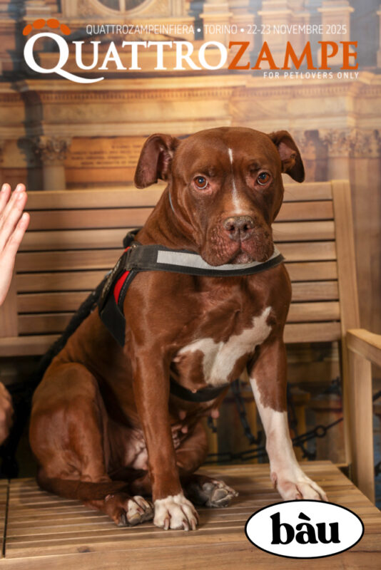 Concorso Fotografico - QuattroZampe in Fiera - Torino - Novembre 2025