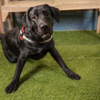 Concorso Fotografico - QuattroZampe in Fiera - Torino - Novembre 2025