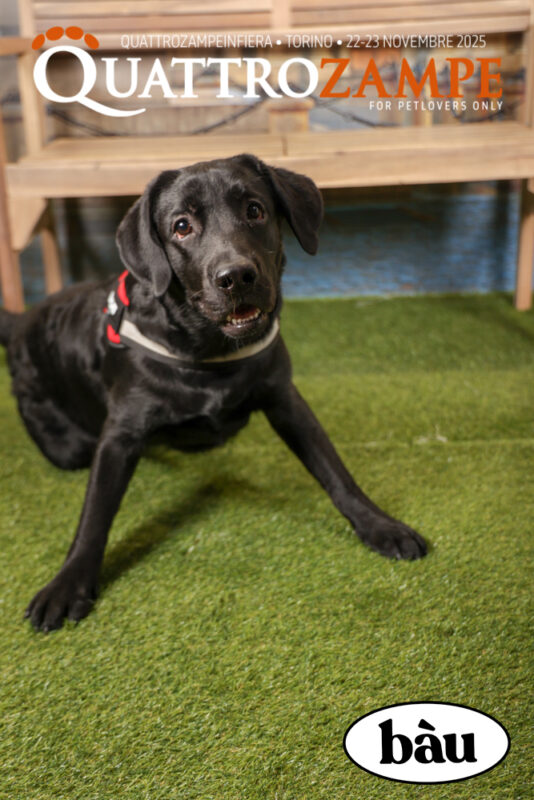 Concorso Fotografico - QuattroZampe in Fiera - Torino - Novembre 2025