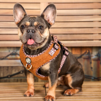 Concorso Fotografico - QuattroZampe in Fiera - Torino - Novembre 2025