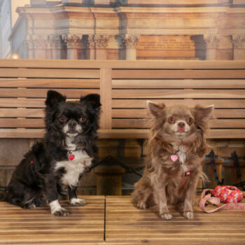 Concorso Fotografico - QuattroZampe in Fiera - Torino - Novembre 2025