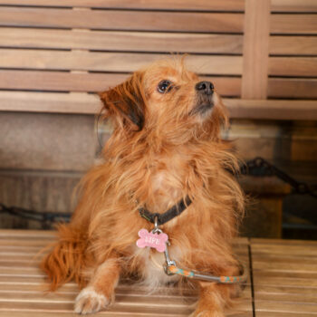 Concorso Fotografico - QuattroZampe in Fiera - Torino - Novembre 2025