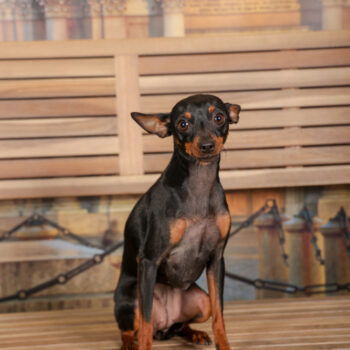 Concorso Fotografico - QuattroZampe in Fiera - Torino - Novembre 2025