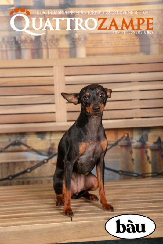 Concorso Fotografico - QuattroZampe in Fiera - Torino - Novembre 2025