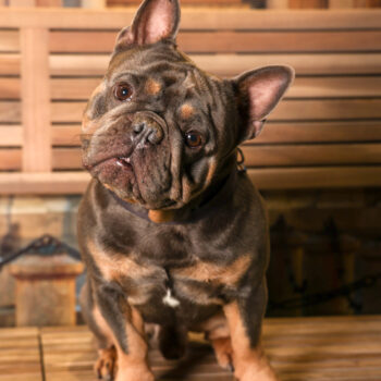 Concorso Fotografico - QuattroZampe in Fiera - Torino - Novembre 2025