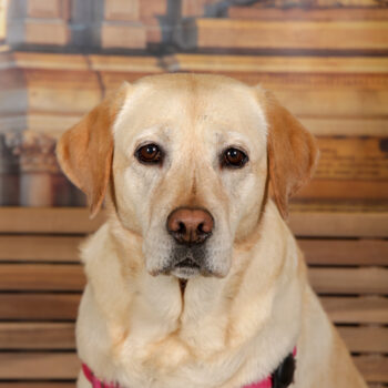 Concorso Fotografico - QuattroZampe in Fiera - Torino - Novembre 2025