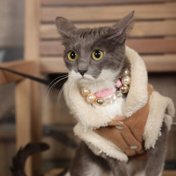 Concorso Fotografico - QuattroZampe in Fiera - Torino - Novembre 2025