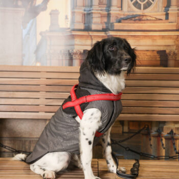 Concorso Fotografico - QuattroZampe in Fiera - Torino - Novembre 2025