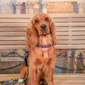 Concorso Fotografico - QuattroZampe in Fiera - Torino - Novembre 2025