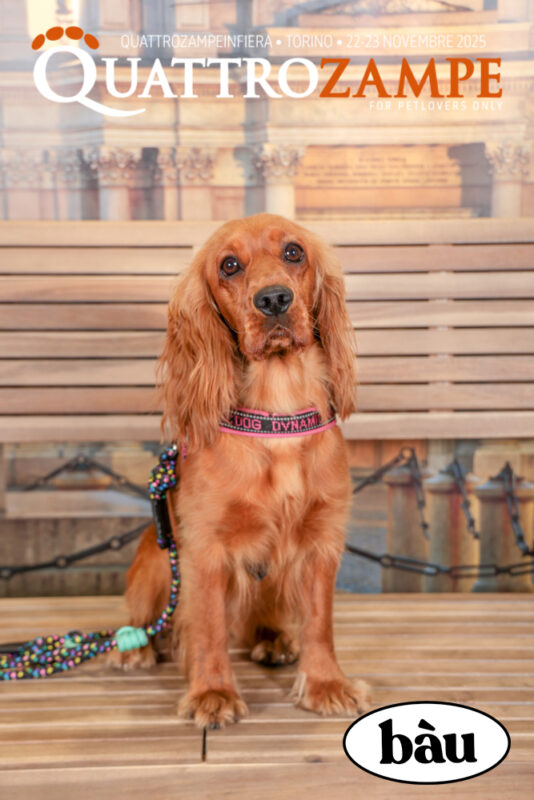 Concorso Fotografico - QuattroZampe in Fiera - Torino - Novembre 2025