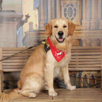 Concorso Fotografico - QuattroZampe in Fiera - Torino - Novembre 2025