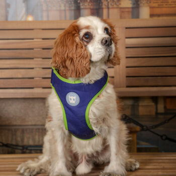 Concorso Fotografico - QuattroZampe in Fiera - Torino - Novembre 2025