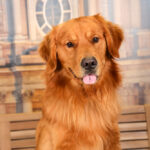 Concorso Fotografico - QuattroZampe in Fiera - Torino - Novembre 2025