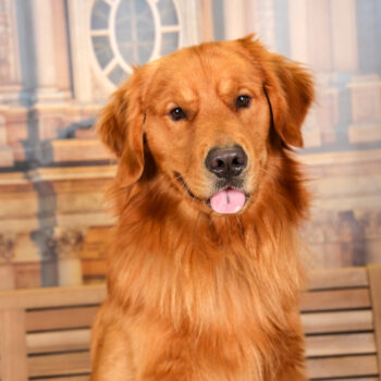 Concorso Fotografico - QuattroZampe in Fiera - Torino - Novembre 2025