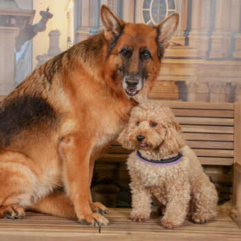 Concorso Fotografico - QuattroZampe in Fiera - Torino - Novembre 2025