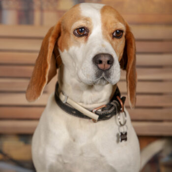 Concorso Fotografico - QuattroZampe in Fiera - Torino - Novembre 2025