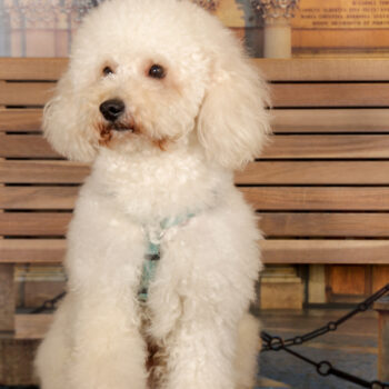 Concorso Fotografico - QuattroZampe in Fiera - Torino - Novembre 2025