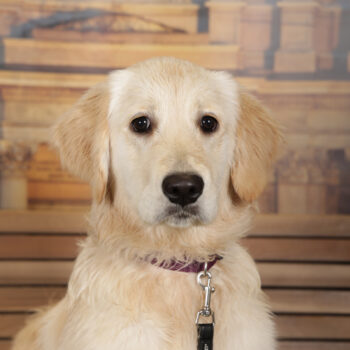 Concorso Fotografico - QuattroZampe in Fiera - Torino - Novembre 2025