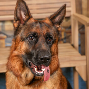 Concorso Fotografico - QuattroZampe in Fiera - Torino - Novembre 2025