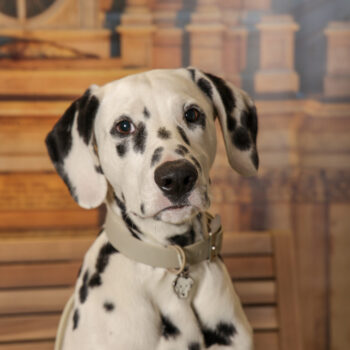 Concorso Fotografico - QuattroZampe in Fiera - Torino - Novembre 2025