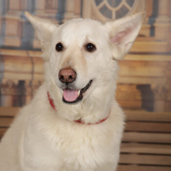 Concorso Fotografico - QuattroZampe in Fiera - Torino - Novembre 2025