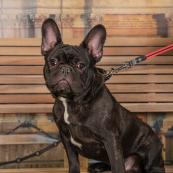 Concorso Fotografico - QuattroZampe in Fiera - Torino - Novembre 2025