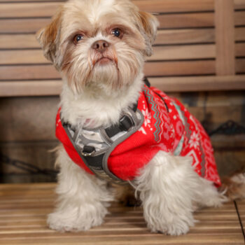 Concorso Fotografico - QuattroZampe in Fiera - Torino - Novembre 2025