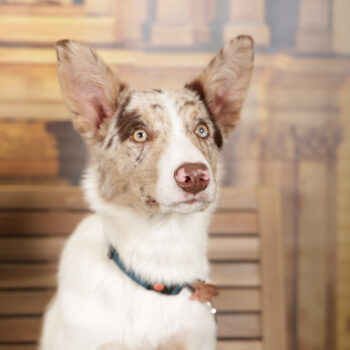 Concorso Fotografico - QuattroZampe in Fiera - Torino - Novembre 2025