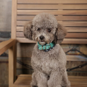 Concorso Fotografico - QuattroZampe in Fiera - Torino - Novembre 2025