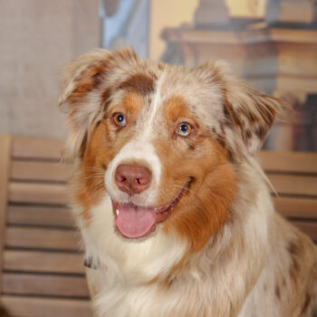 Concorso Fotografico - QuattroZampe in Fiera - Torino - Novembre 2025