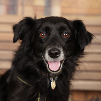 Concorso Fotografico - QuattroZampe in Fiera - Torino - Novembre 2025