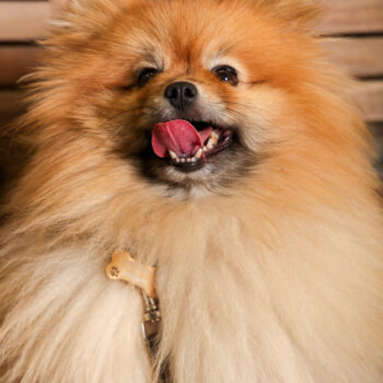 Concorso Fotografico - QuattroZampe in Fiera - Torino - Novembre 2025