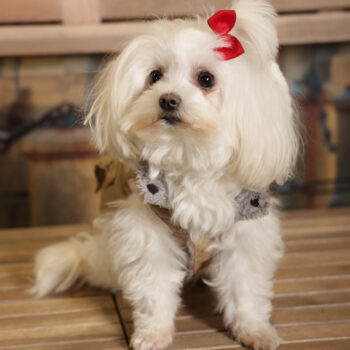 Concorso Fotografico - QuattroZampe in Fiera - Torino - Novembre 2025