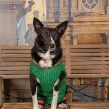 Concorso Fotografico - QuattroZampe in Fiera - Torino - Novembre 2025