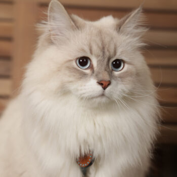 Concorso Fotografico - QuattroZampe in Fiera - Torino - Novembre 2025