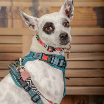 Concorso Fotografico - QuattroZampe in Fiera - Torino - Novembre 2025