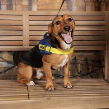 Concorso Fotografico - QuattroZampe in Fiera - Torino - Novembre 2025