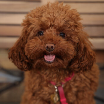 Concorso Fotografico - QuattroZampe in Fiera - Torino - Novembre 2025