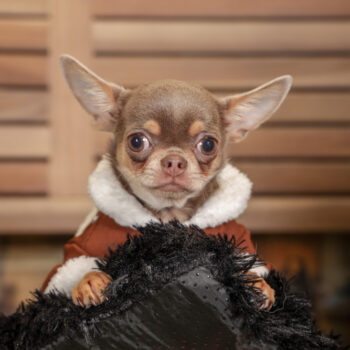 Concorso Fotografico - QuattroZampe in Fiera - Torino - Novembre 2025