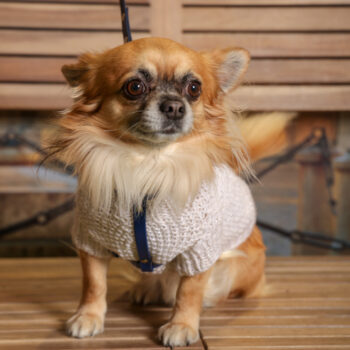 Concorso Fotografico - QuattroZampe in Fiera - Torino - Novembre 2025