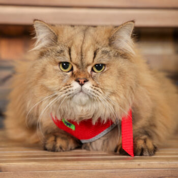 Concorso Fotografico - QuattroZampe in Fiera - Torino - Novembre 2025