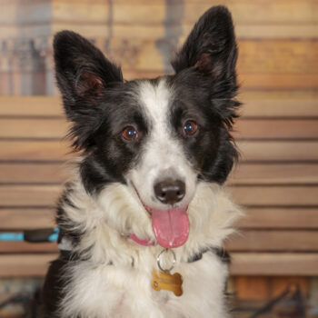 Concorso Fotografico - QuattroZampe in Fiera - Torino - Novembre 2025